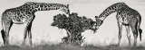 Buy Masai Giraffes at AllPosters.com