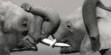 African Elephant