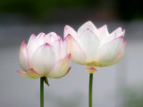 Lotus Flower