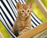 Buy Chaton Roux at AllPosters.com