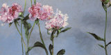 Peonies