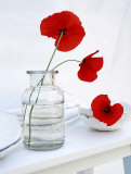 Buy Variation in White at AllPosters.com