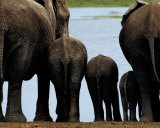 Buy Elephants at AllPosters.com