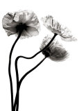 Three Poppies Art Print