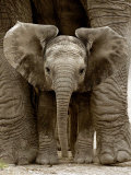 Baby Elephant