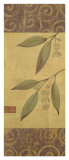 Eucalyptus Leaves II