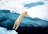 Buy Ursus Maritimus at AllPosters.com