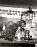 Buy Child, Cat and Dove at AllPosters.com