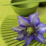 Clematile et Eventail Art Print