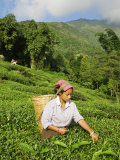 Woman Tea Picking, Goomtee Tea Estate, Kurseong, West Bengal, India