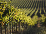 Buy Vineyard, Napa, Napa Valley, California, USA at AllPosters.com