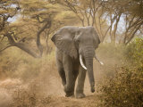 Buy Loxodonta Africana, Lake Manyara National Park, Tanzania at AllPosters.com