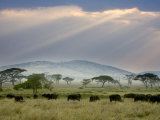 Buy African Buffalo, Serengeti National Park, Tanzania at AllPosters.com