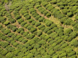 Happy Valley Tea Estate, Darjeeling, West Bengal, India