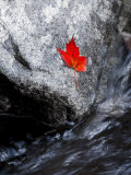 Screw Auger Falls, Grafton Notch State Park, Maine, USA