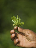 Buy Woman Tea Picker Holding Tea Leaves, Goomtee Tea Estate, Kurseong, West Bengal, India at AllPosters.com