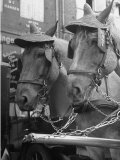 View of Beer Wagon Horses Wearing Straw Hats to Shade their Eyes from the Sun