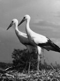 Pair of the Many Storks in the City of Copenhagen