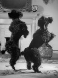 French Poodles Standing on Hind Legs