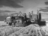 Buy Combines and Crews Harvesting Wheat, Loading into Trucks to Transport to Storage at AllPosters.com