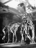 Skeletons of Dinosaurs Being Displayed at the American Museum of Natural History