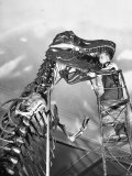 Buy Man Working on Skeleton of a Tyrannosaurus at the American Museum of Natural History at AllPosters.com