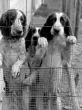 English Springer Spaniels at Elias Cornell Vail's Kennel, Best Field-Dog Trainer in the US