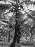 Native Preparing to Harvest the Coconuts