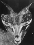 Robertsi Gazelle from Kenya Serengeti in Storage, American Museum of Natural History