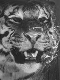 Siberian Tiger Covered in Storage at the American Museum of Natural History