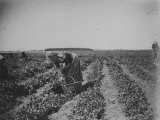 Buy Woman Picking Peas on a Farm in Canarsie at AllPosters.com