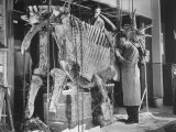 Buy Two Museum Paleontologists Assembling Complete Styracosaurus, American Museum of Natural History at AllPosters.com