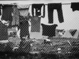 Buy Laundry Hanging on Fence at Woodstock Music Festival at AllPosters.com