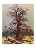 Buy Oak in the Snow at AllPosters.com