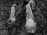 Buy Young African American Cotton Pickers Standing in the Cotton Field with their Sacks at AllPosters.com