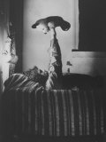 Buy Poet and Underground Artist Ed Sanders in East Village Apartment at AllPosters.com