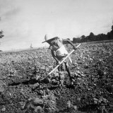 Buy Child of Black Tenant Farmer Family Using Hoe While Working in Cotton Field at AllPosters.com