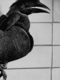Hornbill Bird Perching on Wall Street