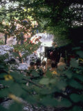 Woodstock