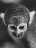 Buy Squirrel Monkey, Baker, Who Made Space Flight in Jupiter Missile, in Lab at AllPosters.com