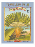 Traveler's Palm