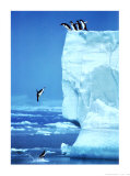 Penguins Diving Off an Iceberg Art Print