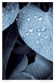 Buy Lien at AllPosters.com