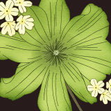 Organic Green Flower Head