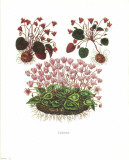 Cyclamen