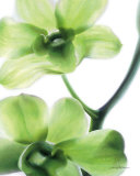 Orchid Marilyn I