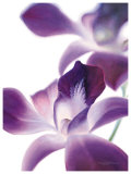 Purple Orchid I