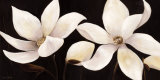 Buy Clematis Blooms at AllPosters.com