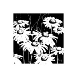 Black and White Daisy