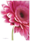 Pretty In Pink